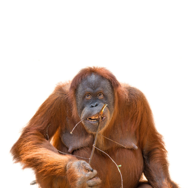 pongo