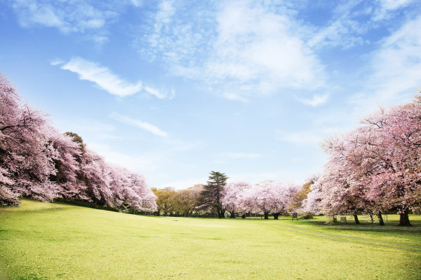 樱花山丘碧蓝天空