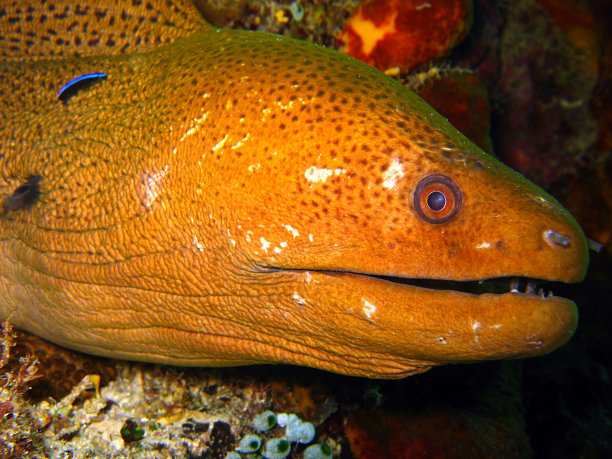 moray