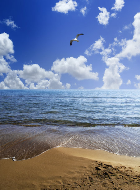 飞鸟蓝色大海壁纸