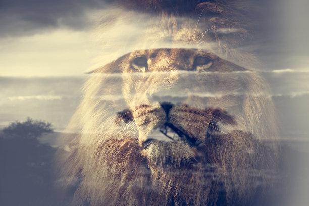 lions