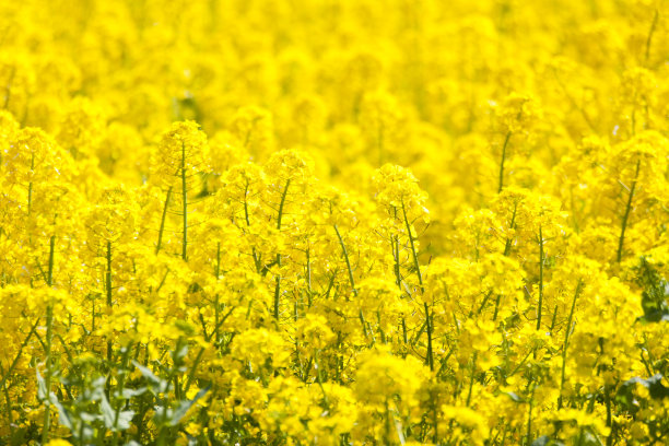 油菜花