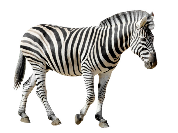 zebra