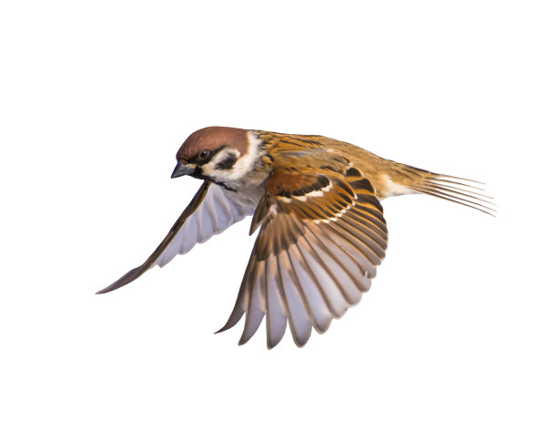 bird