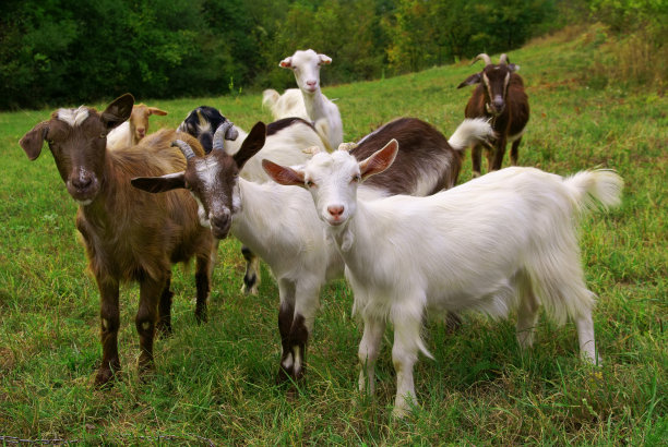 goat