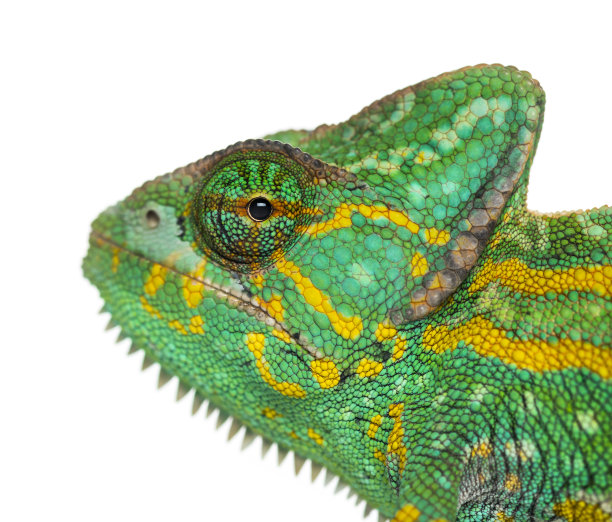 chamaeleon