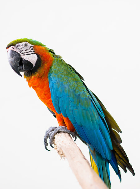 anodorhynchus
