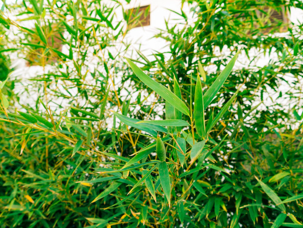 园艺竹子