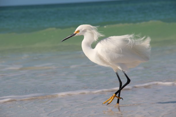 egret