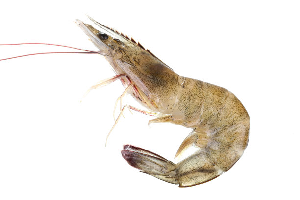 shrimps