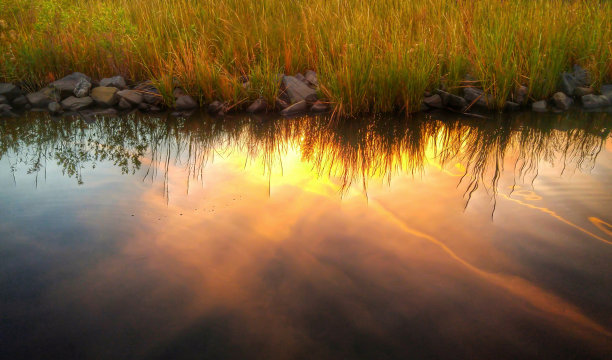 marsh