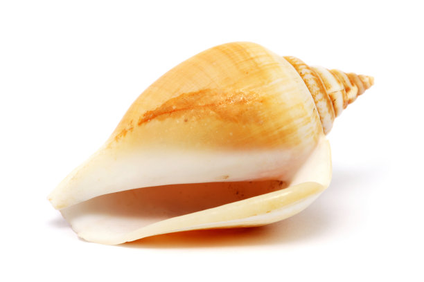 conch