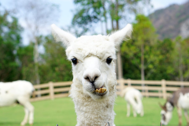 alpaca