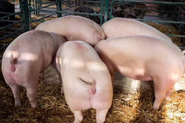 pig