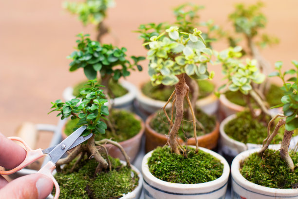 bonsai