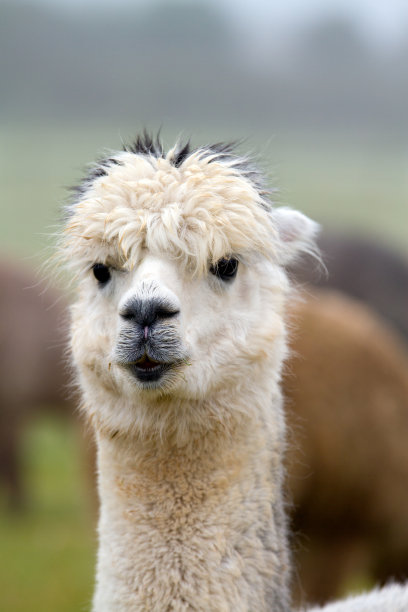 alpaca
