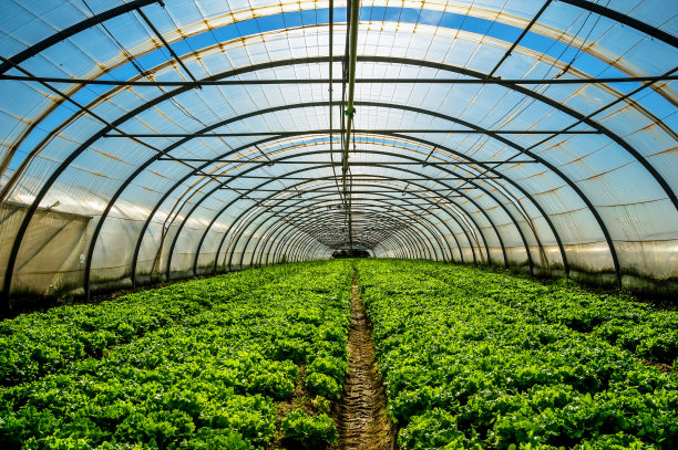 greenhouse