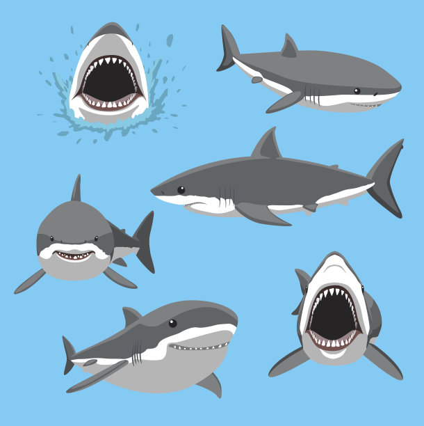 shark