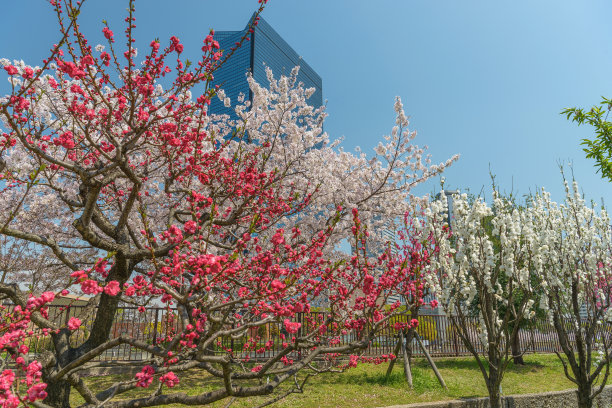 桃花风景图