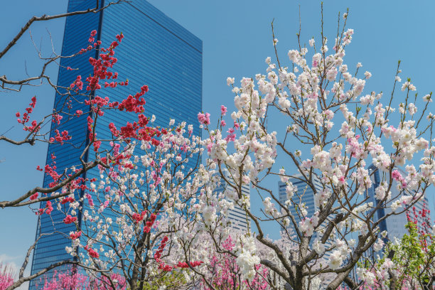 桃花风景图