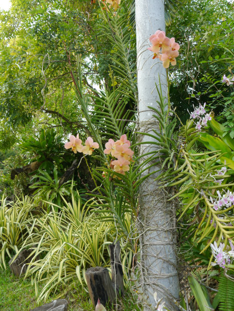 石斛种植