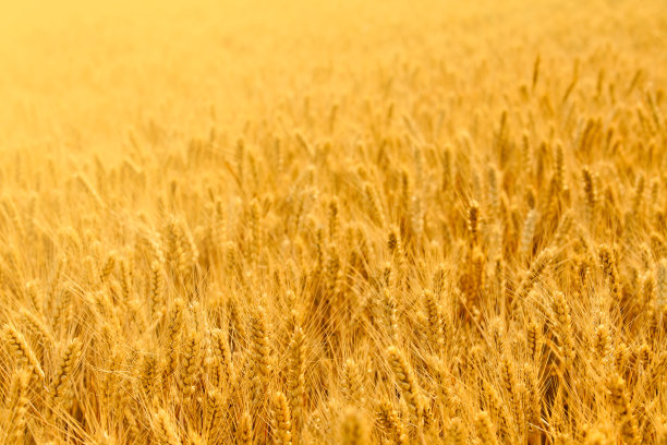 triticum