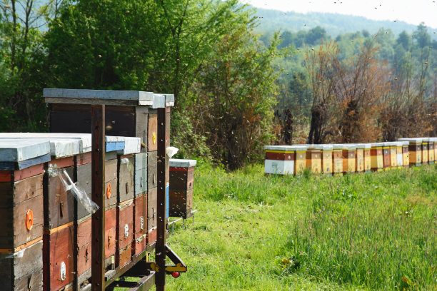 森林蜂箱蜂农