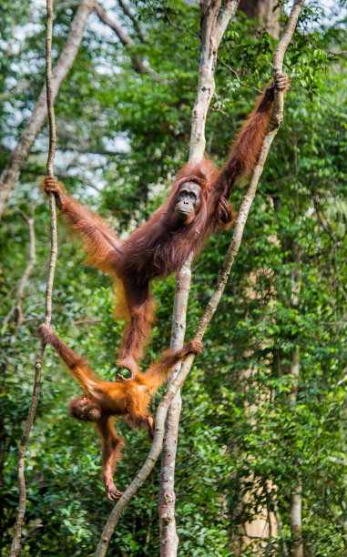 pongo
