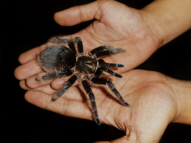 araneae