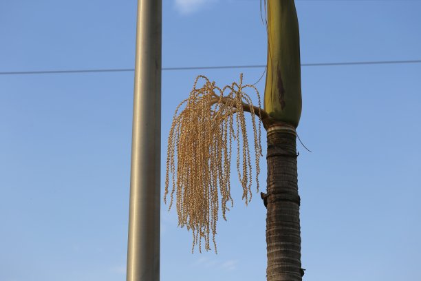 金属椰树