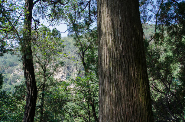 泰山松