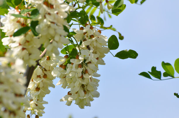 香槐花