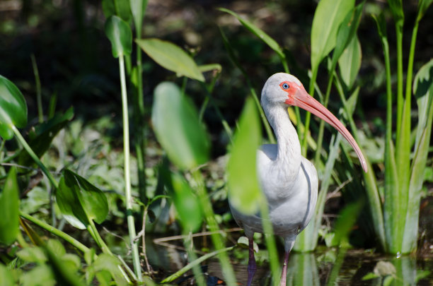 ibis