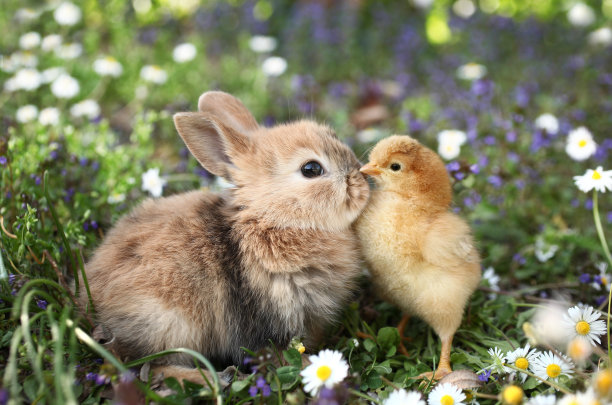 bunny