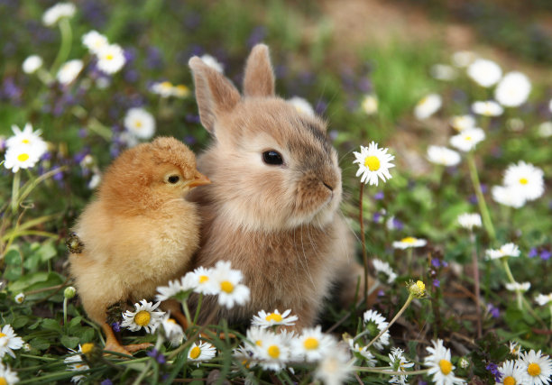 chick