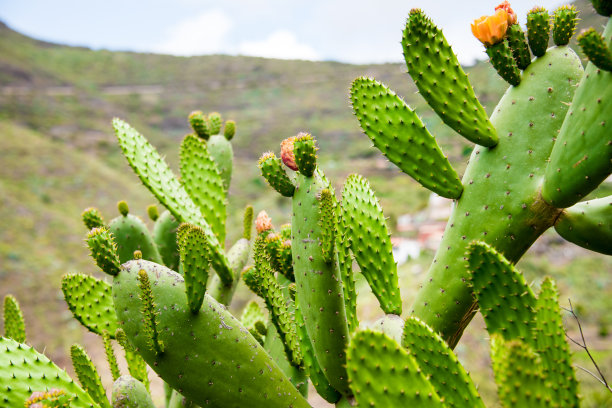 opuntia
