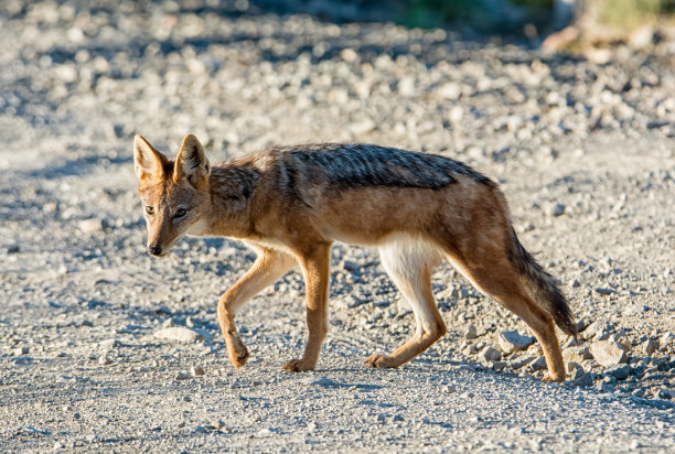 jackal