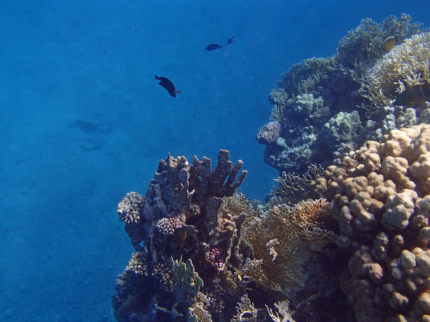 浮潜,非凡的,潜水镜