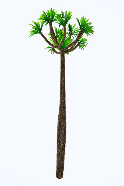 马达加斯加棕榈