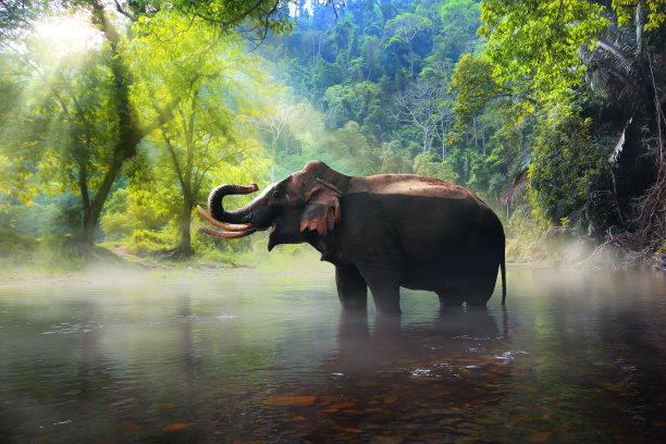 elephant