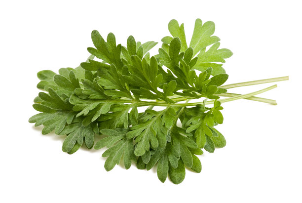 mugwort