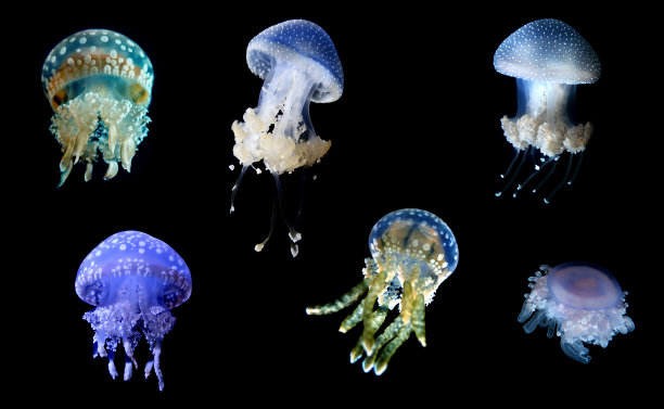 jellyfish
