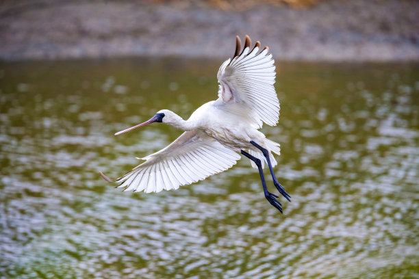 spoonbill