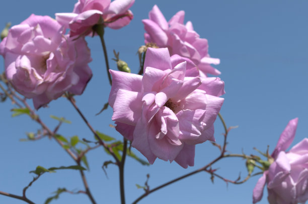 玫瑰花月季花图片