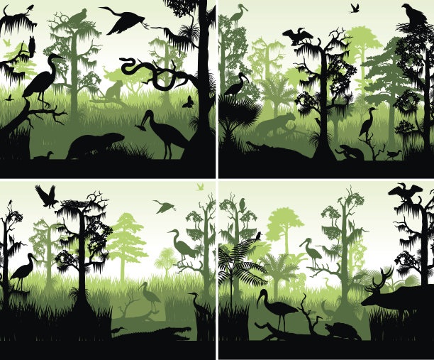wetland