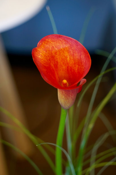 araceae