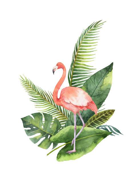 flamingo