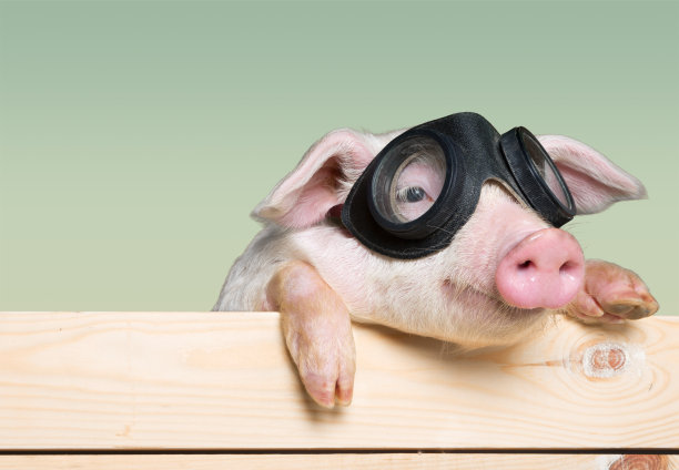 piggy