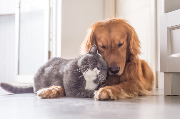 pet