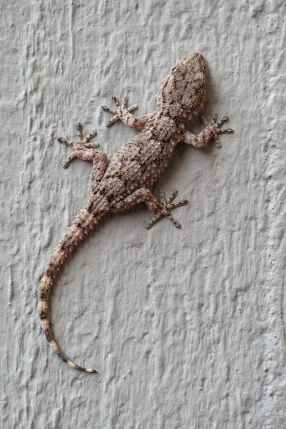 phelsuma